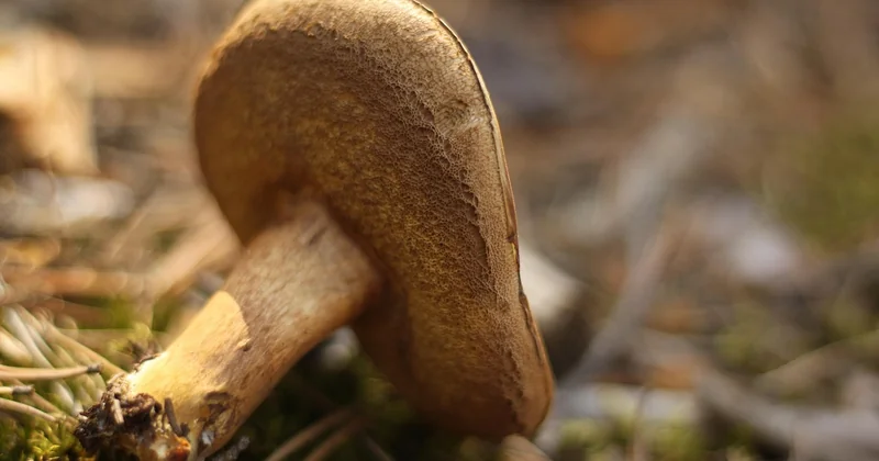 Champignon blanc sur bois humide : les autres pistes à écarter