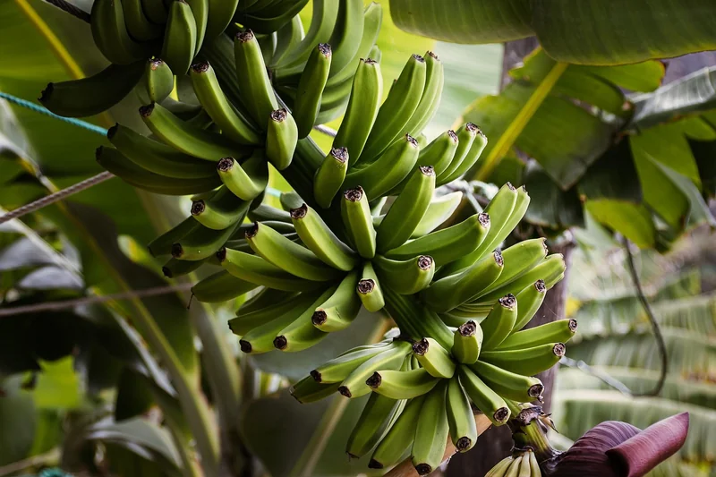 Plantation et sol : les erreurs qui coûtent cher