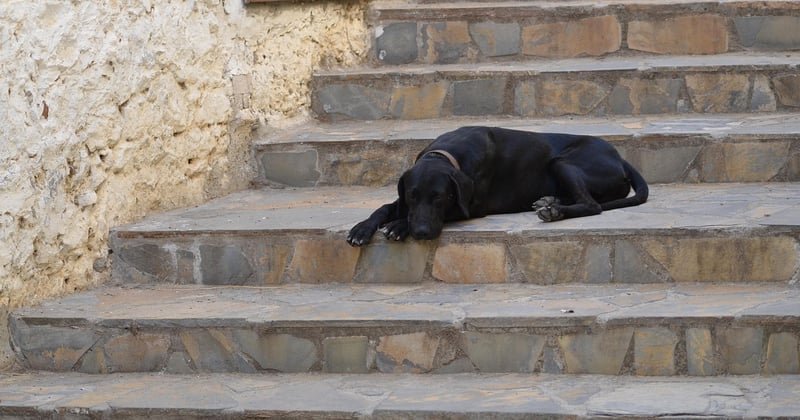 Quel est le prix moyen d’un monte-escalier stannah ? Notre analyse complète