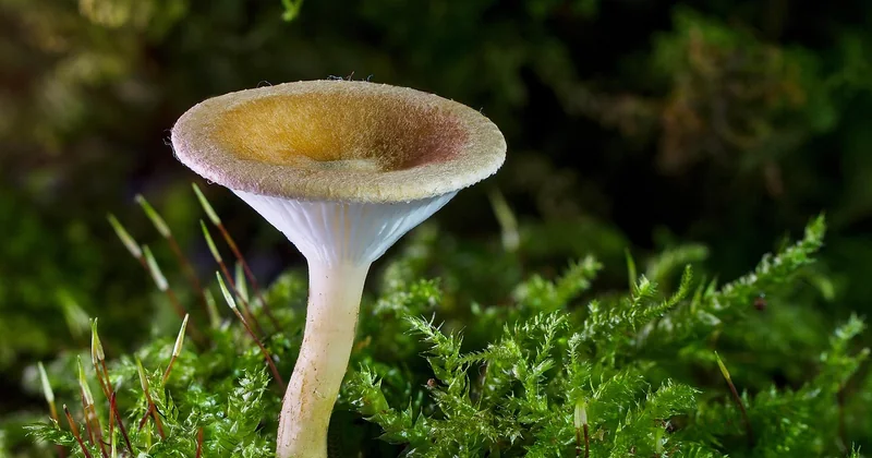 Différence entre mérule et coniophore : deux cousines qui ne se valent pas