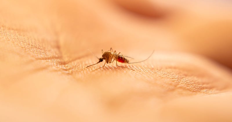 Quels insectes piquent la nuit et comment s'en protéger