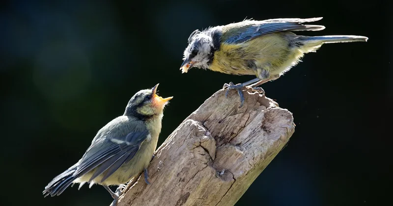 Mésange bleue ou charbonnière : des oisillons différents ?