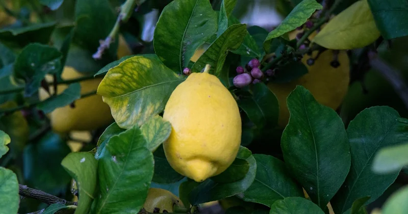 Reconnaître les maladies du citronnier en photos : le tableau de diagnostic