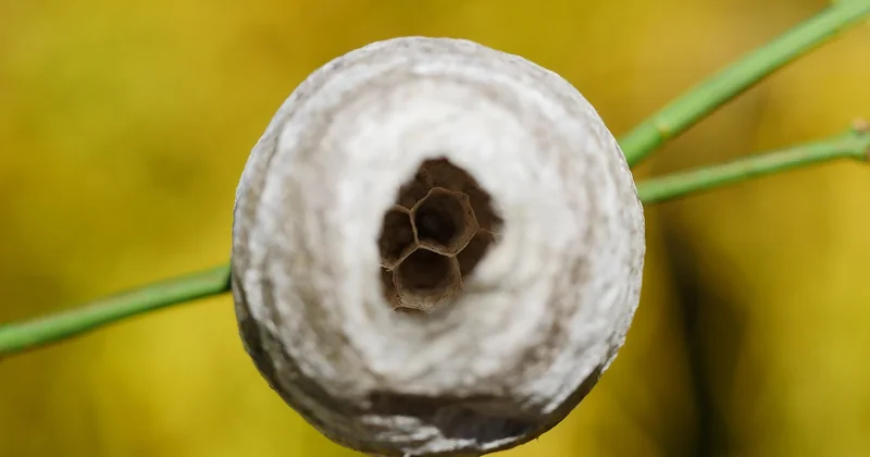 Comment identifier l'insecte à partir des piqûres