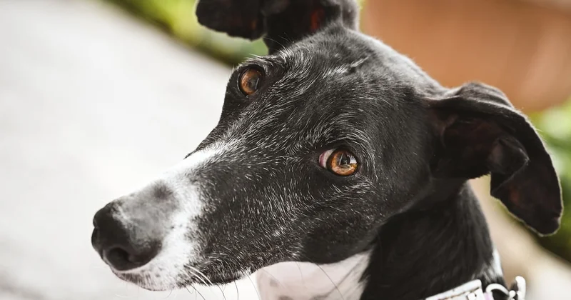 Pourquoi un chien ? Et pourquoi ça coûte plus cher qu'une inspection classique ?