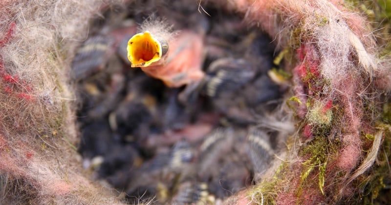 Mésange oisillon : comment nourrir et élever un petit sauvage