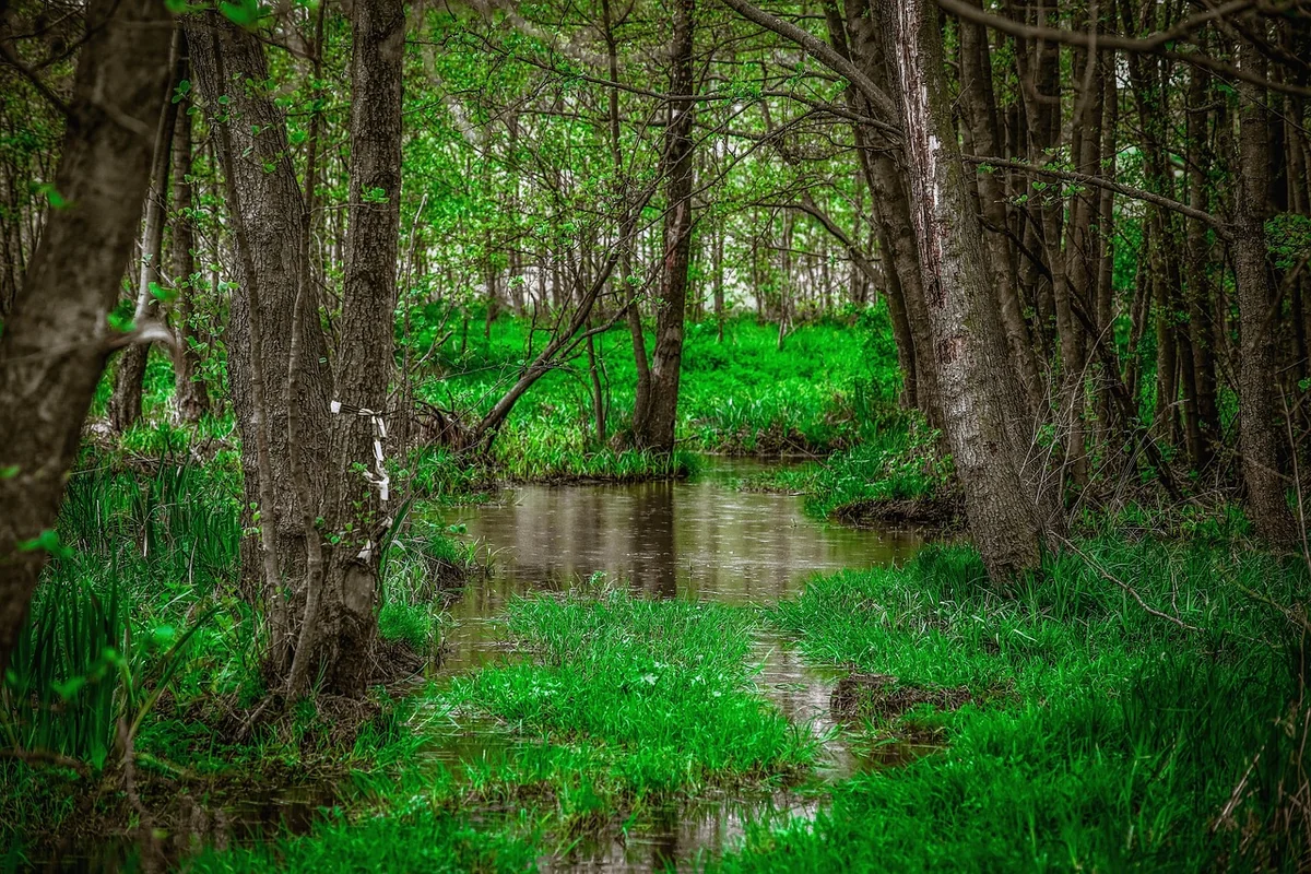 Végétation : le camouflage naturel le plus efficace
