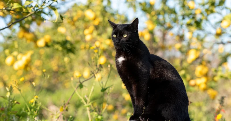 Comment traiter un citronnier naturellement, sans tout brûler
