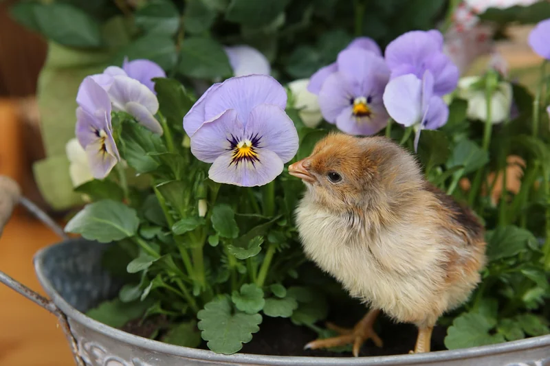 Comment savoir l'âge d'un bébé mésange ? Les repères visuels