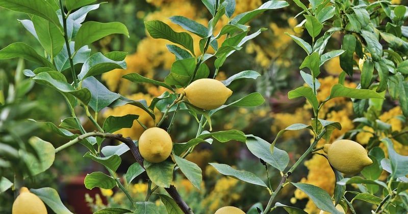 Citronnier maladies photos : identifiez et soignez votre arbre