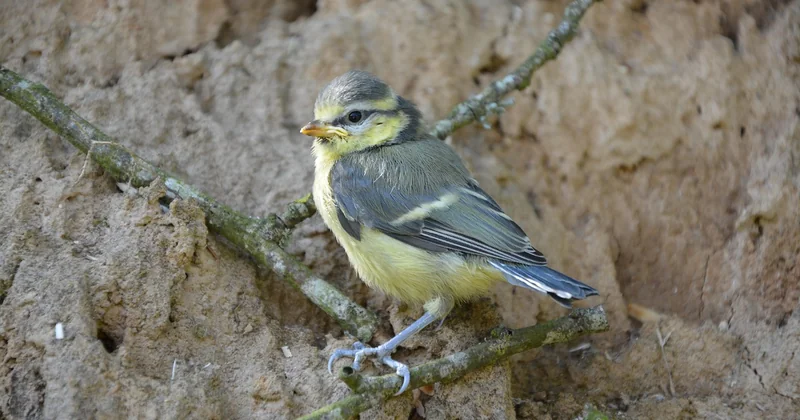 Comment savoir si l'oisillon de mésange a vraiment besoin d'aide ?