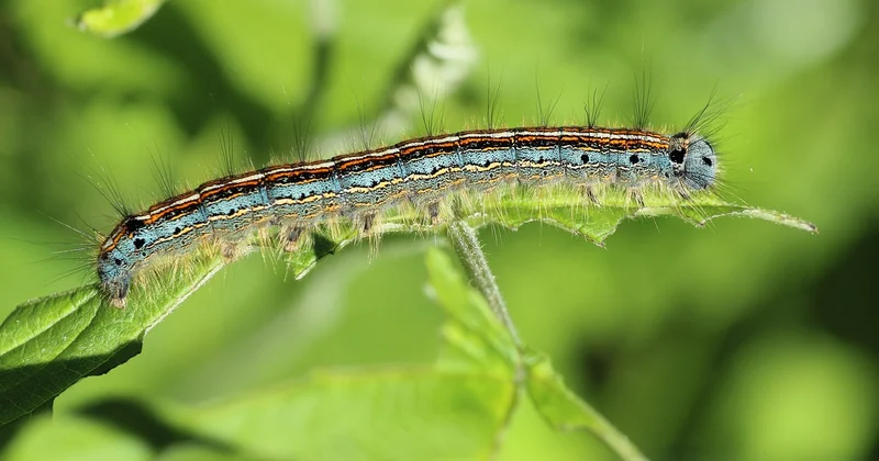 Les insectes qui piquent vraiment la nuit