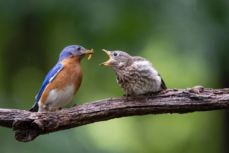 Comment nourrir un oisillon mésange ? Le guide que j'aurais aimé lire