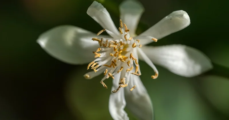 Cochenille et maladie du citronnier : la cause cachée derrière les feuilles noires