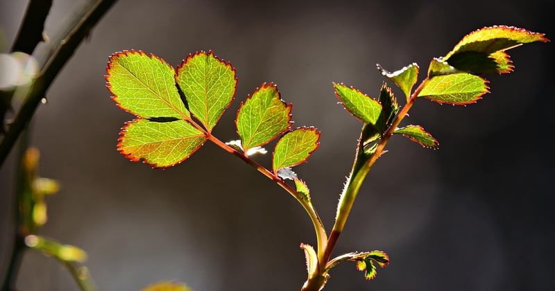 Comment traiter le laurier-rose aux feuilles marron : solutions efficaces