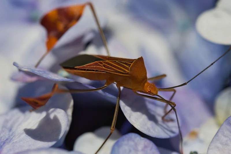 Comment confirmer que vous avez une infestation de punaises